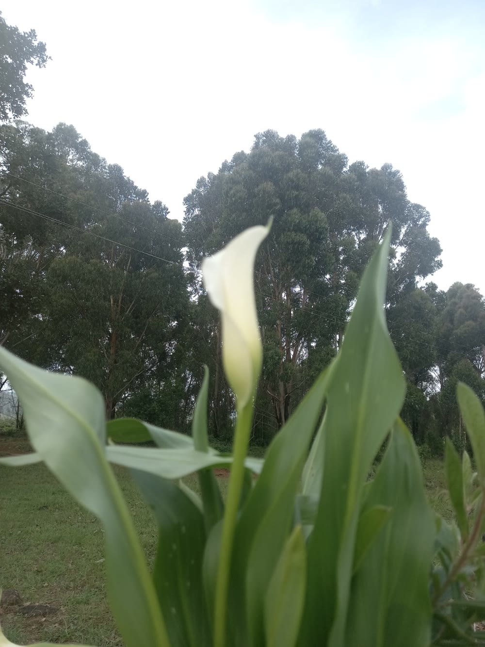 A white arum lily in front of tall gum trees