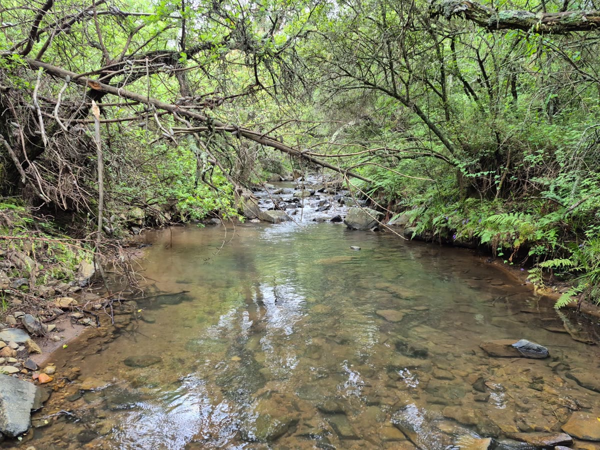 A clear rock pool on the stream under overhanging branches